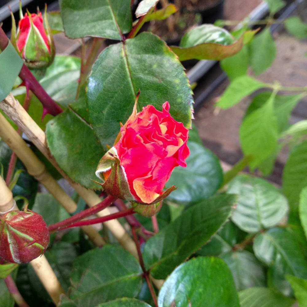 Strauchrose 'Arabia' ®