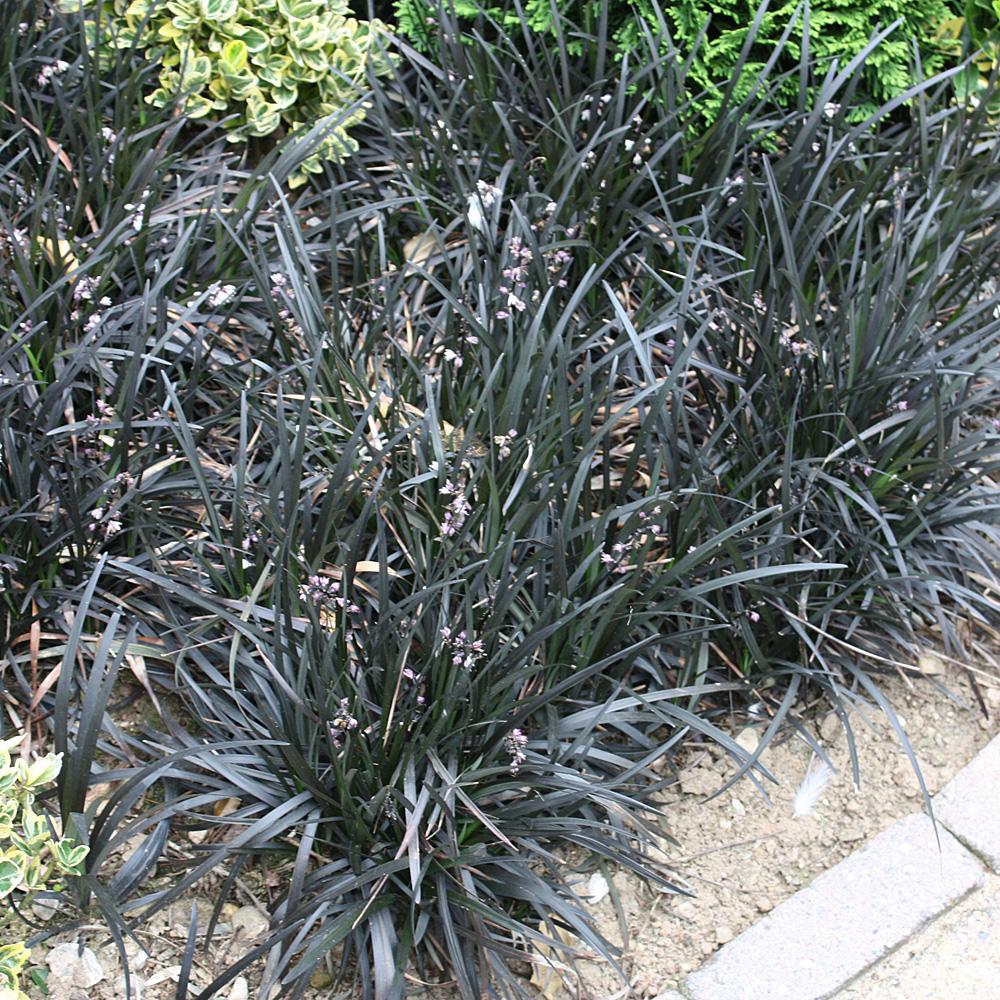 Schlangenbart Nigrescens, Blattschmuck, Grasähnlich 