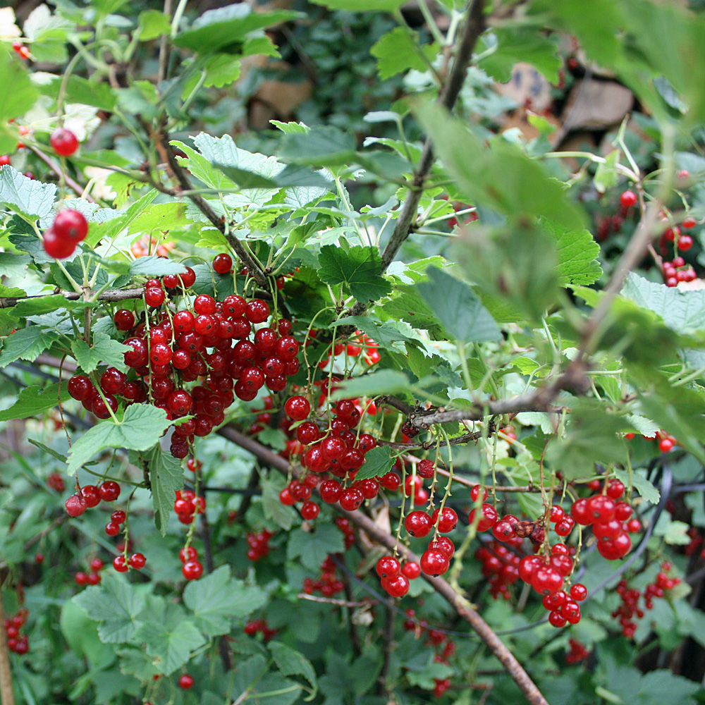 Rote Johannisbeere 'Jonkheer van Tets'