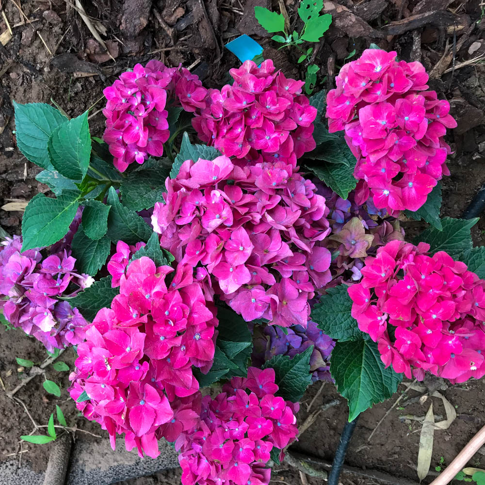 Bauernhortensie 'Hot Red'