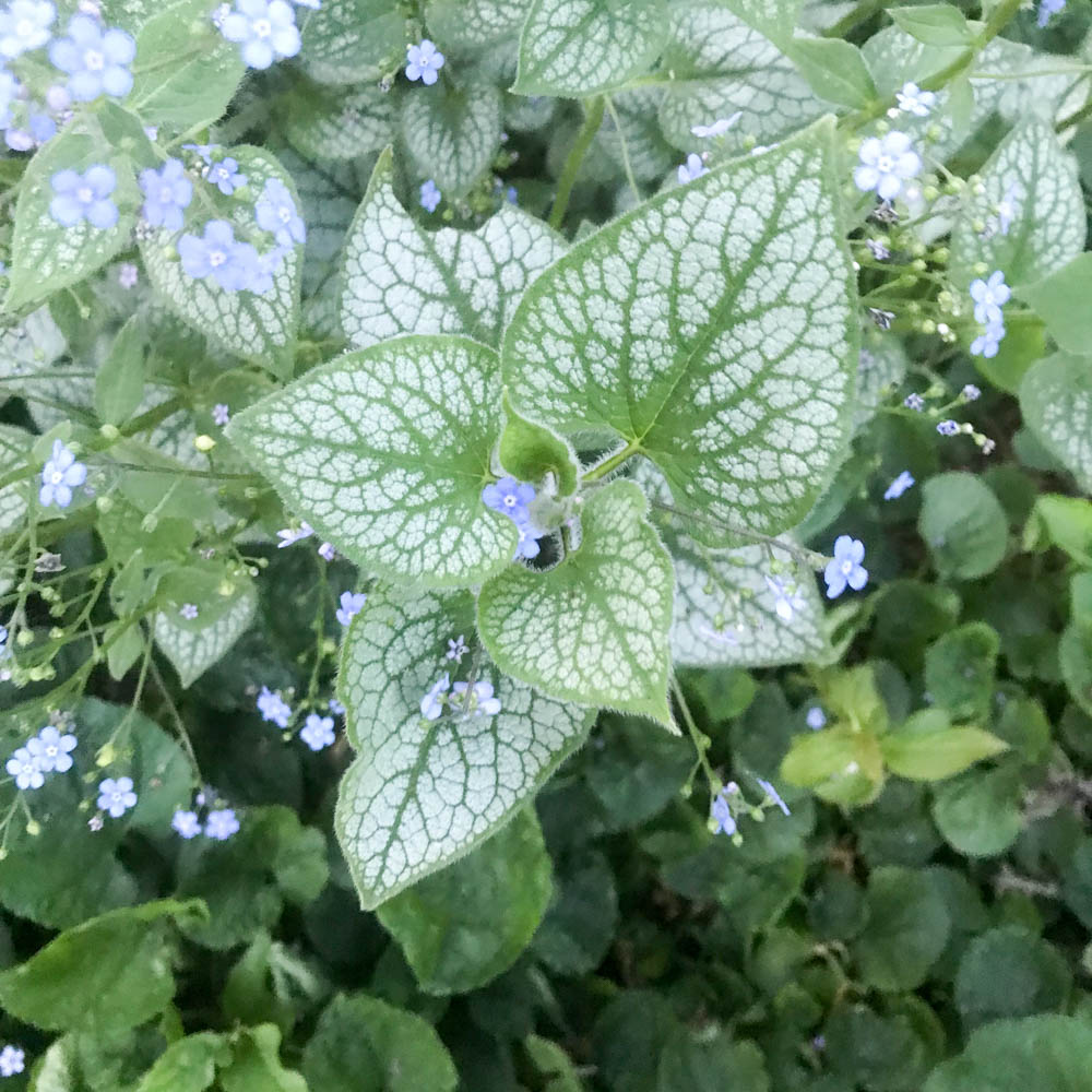 Kaukasus Vergissmeinnicht 'Jack Frost' ®