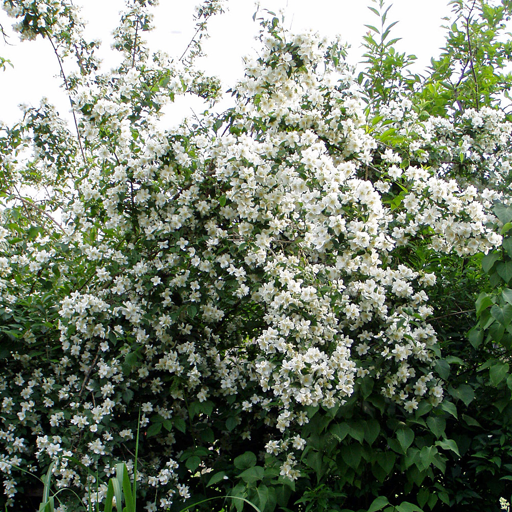 Bauernjasmin, Duftgehölze, Heckenpflanze