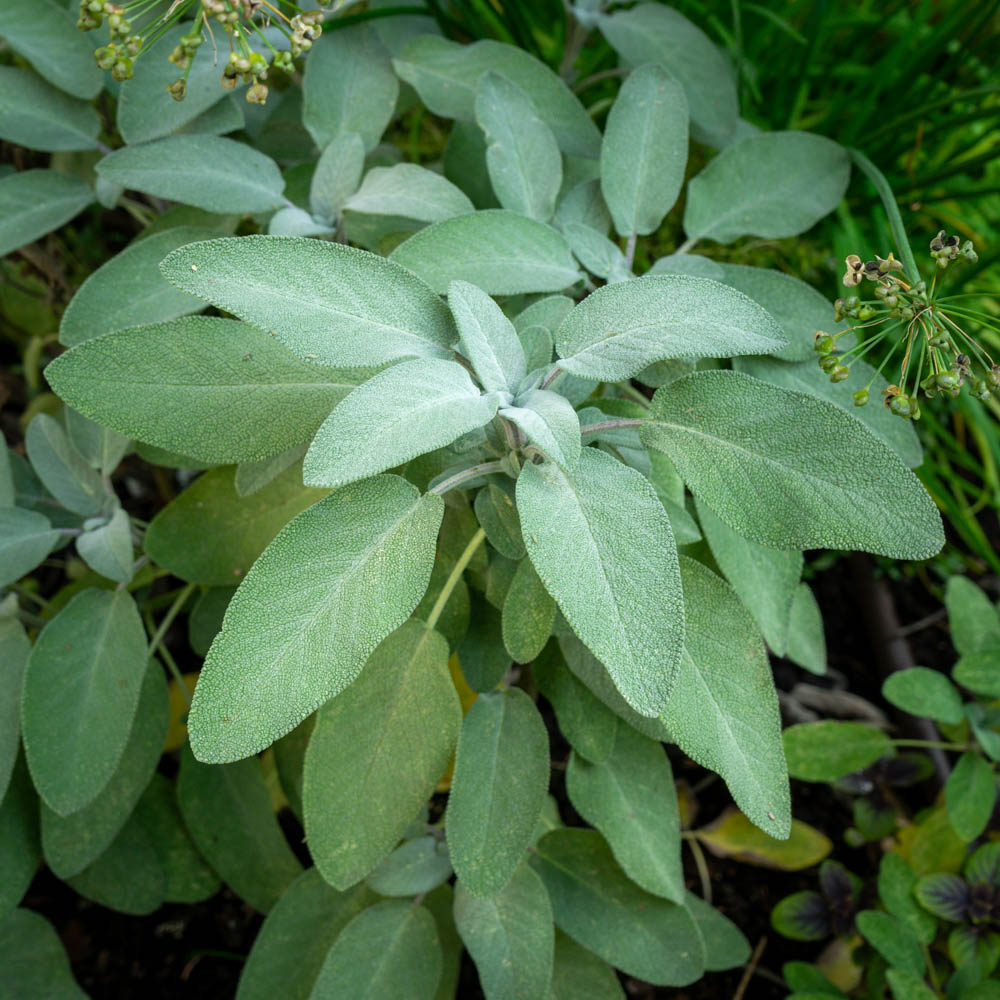 Salbei 'Berggarten'