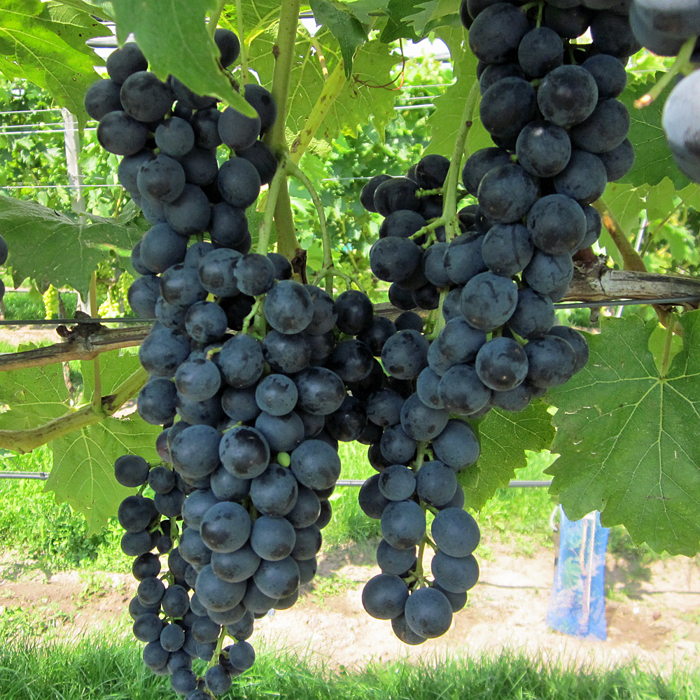 Weinrebe 'Solara'