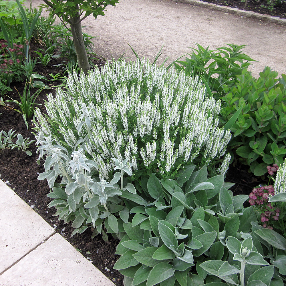 Salbei Adrian, Salvia, Blütenstaude, Zierpflanze