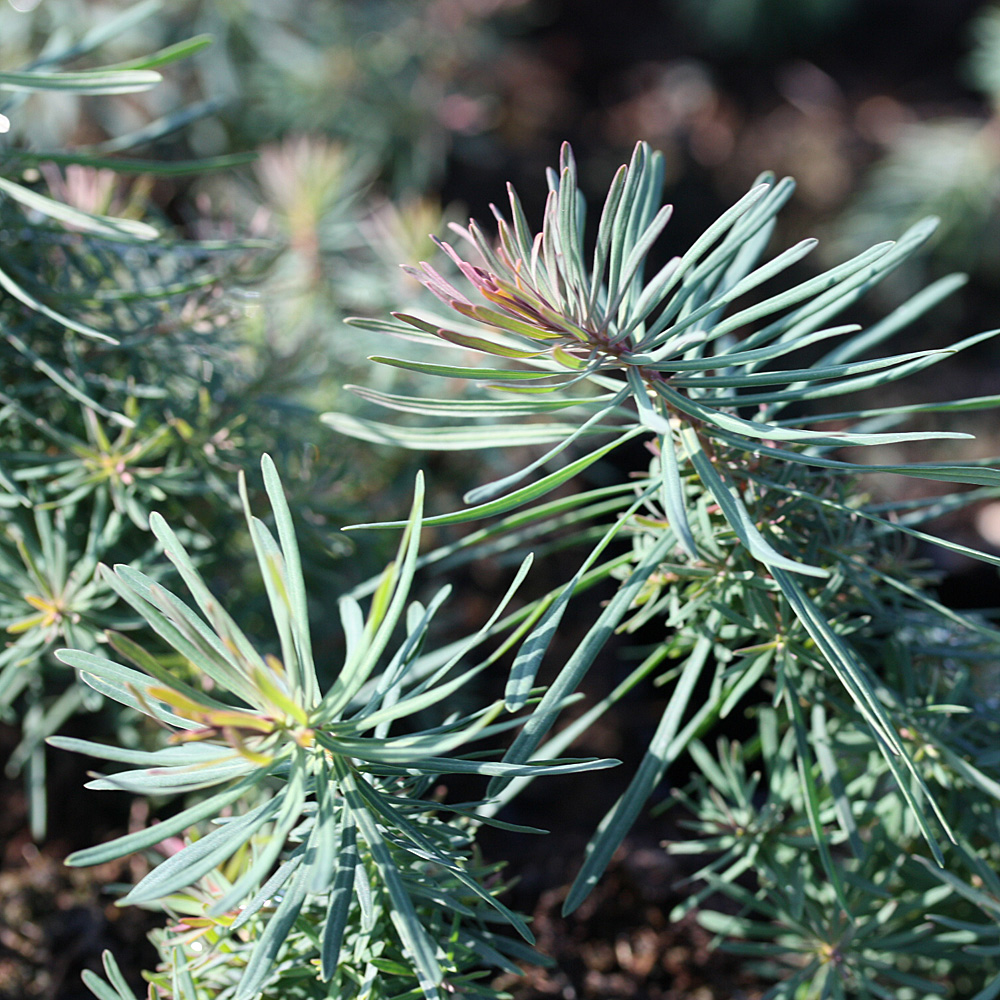 Zypressen Wolfsmilch, Euphorbia