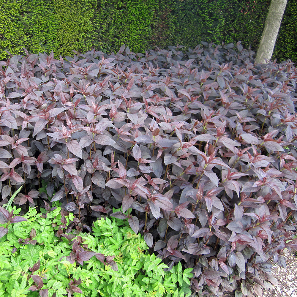 Bronze Felberich Firecracker, Lysimachia, Blattschmuck