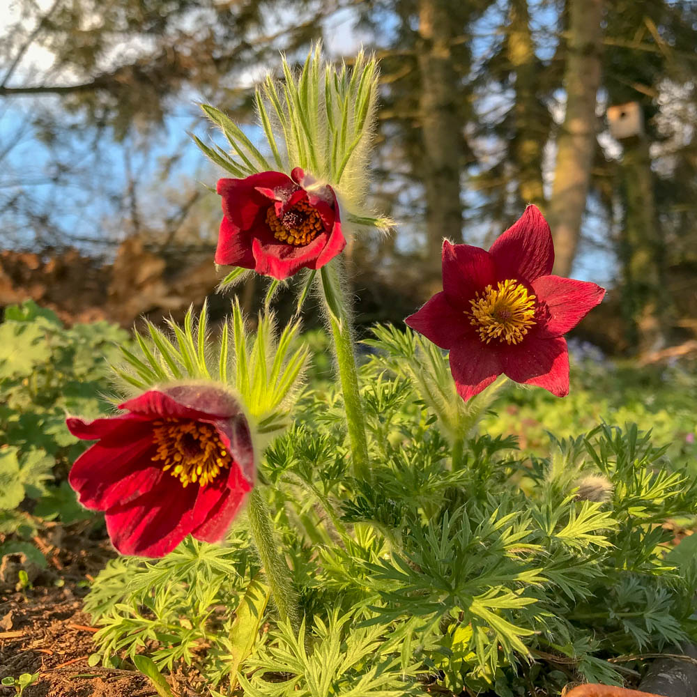 Küchenschelle 'Rote Glocke'