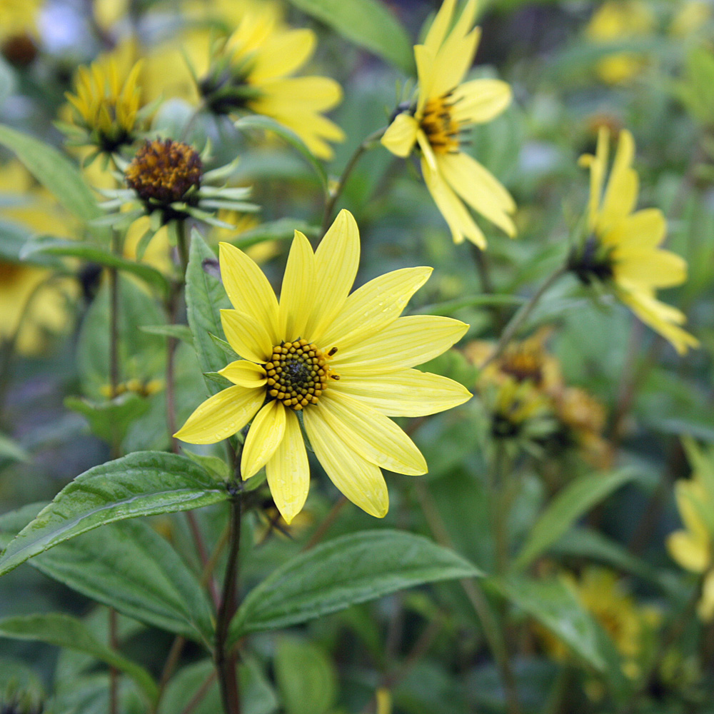 Staudensonnenblume Lemon Queen, Helianthus, Blütenstaude
