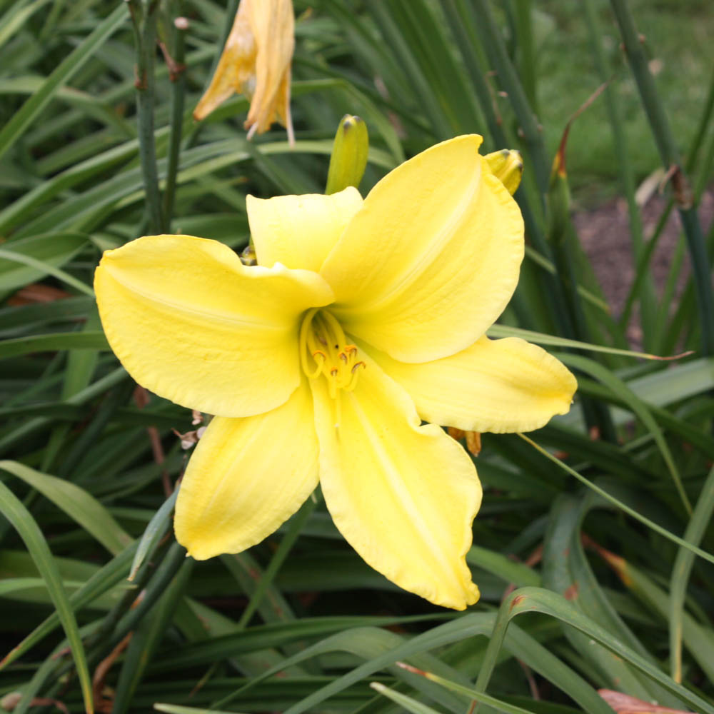 Taglilie 'Buried Treasure'