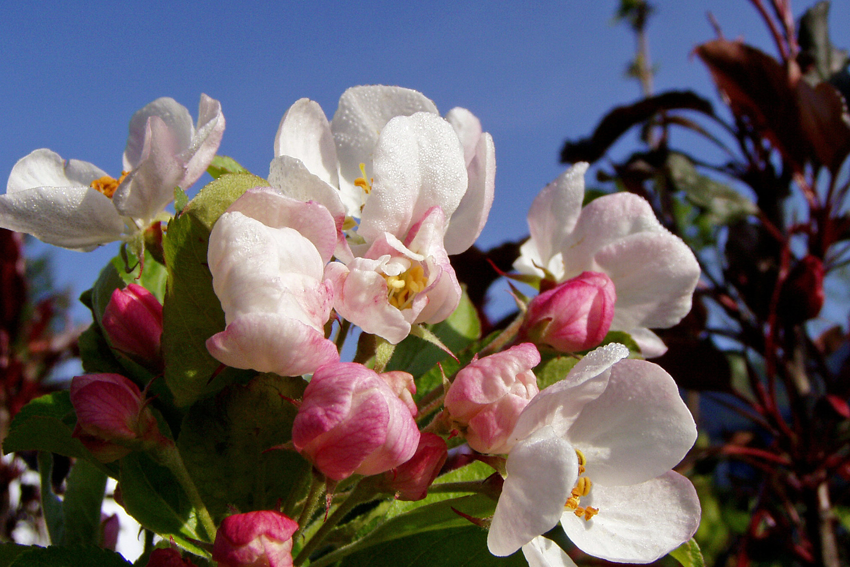 Zierapfel