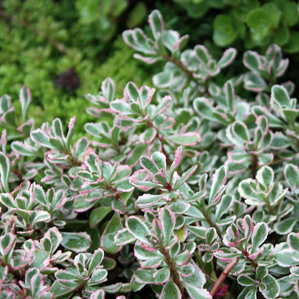Teppichsedum, Bodendecker, Steingarten