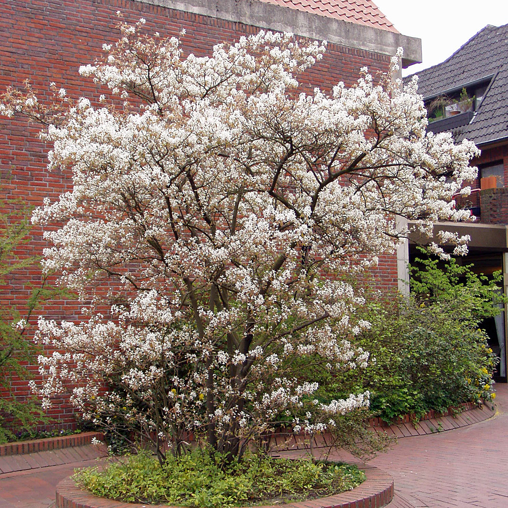 Kupferfelsenbirne, Felsenbirne, Amelanchier, Blütengehölz