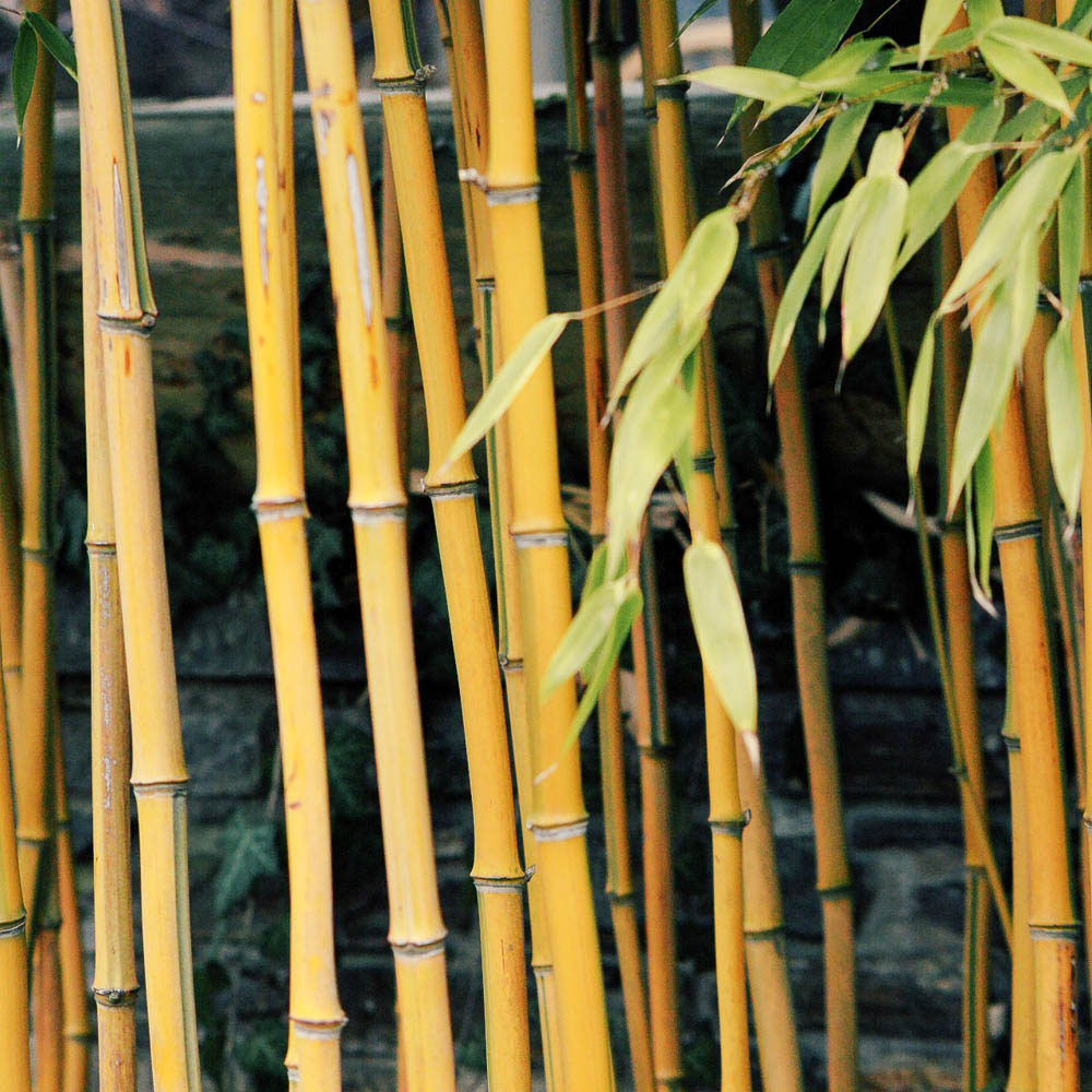 Goldener Peking Bambus