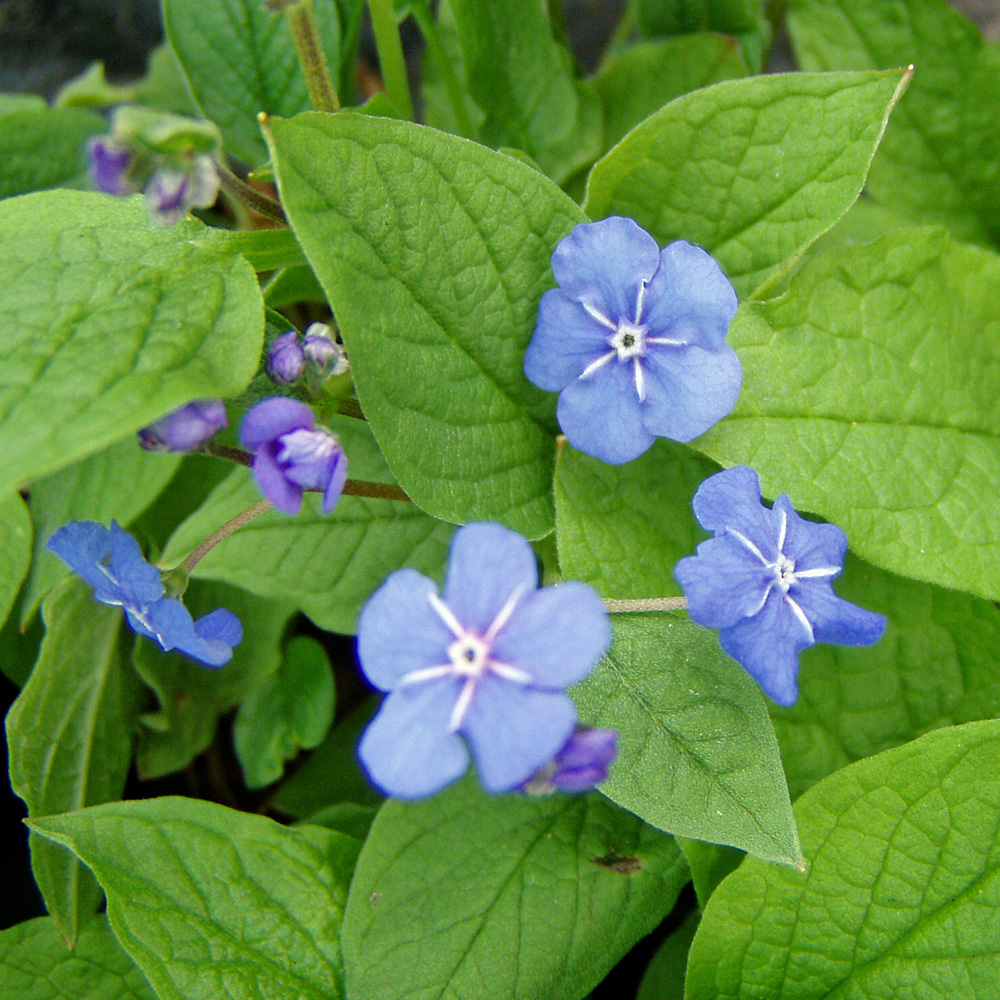 Gedenkemein, Omphalodes, Frühjahrsblüher