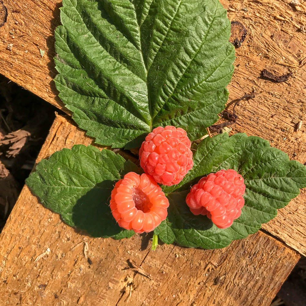 Sommerhimbeere 'Valentina' ®