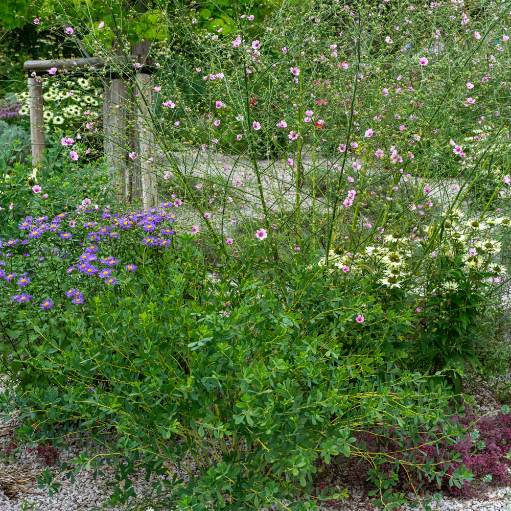 Indigolupine 'Alba'