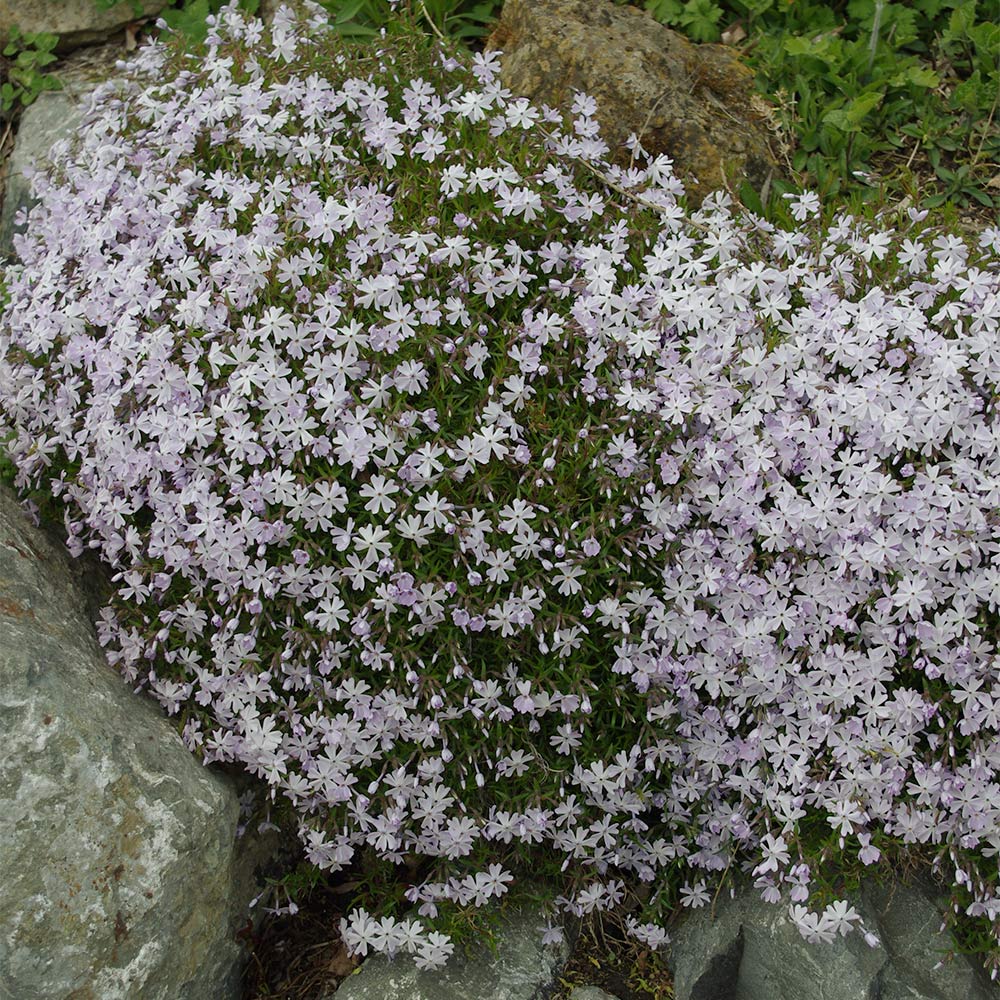 Teppichphlox 'G.F.Wilson