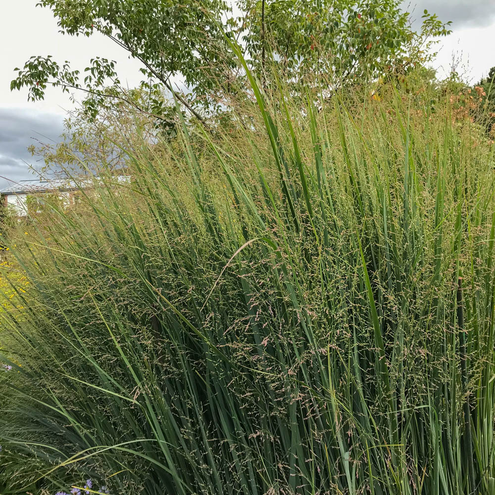 Rutenhirse 'Northwind'