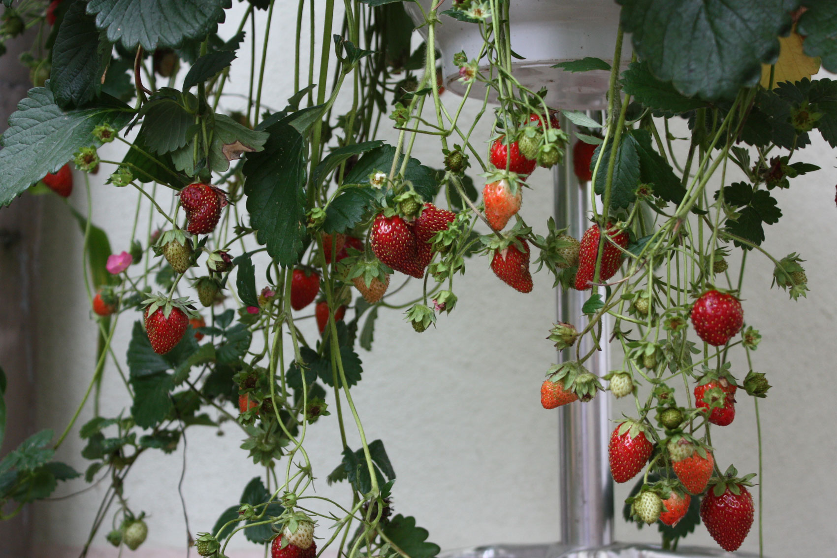 Erdbeeren