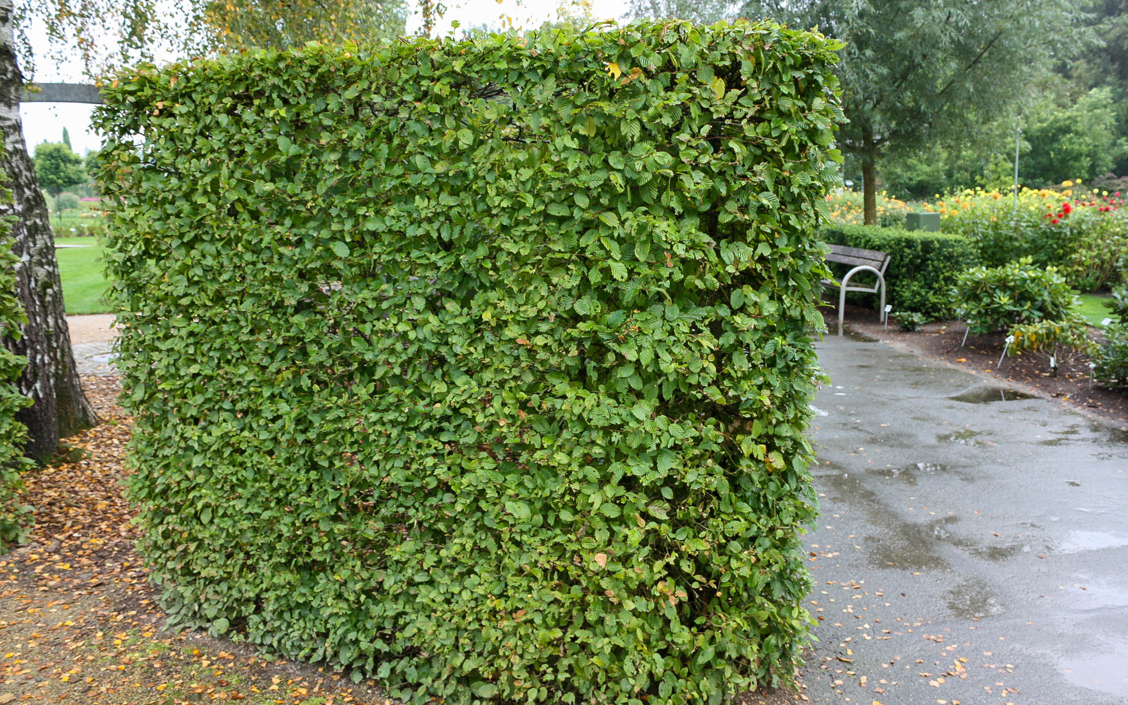 Beliebte Heckenpflanzen für den Garten