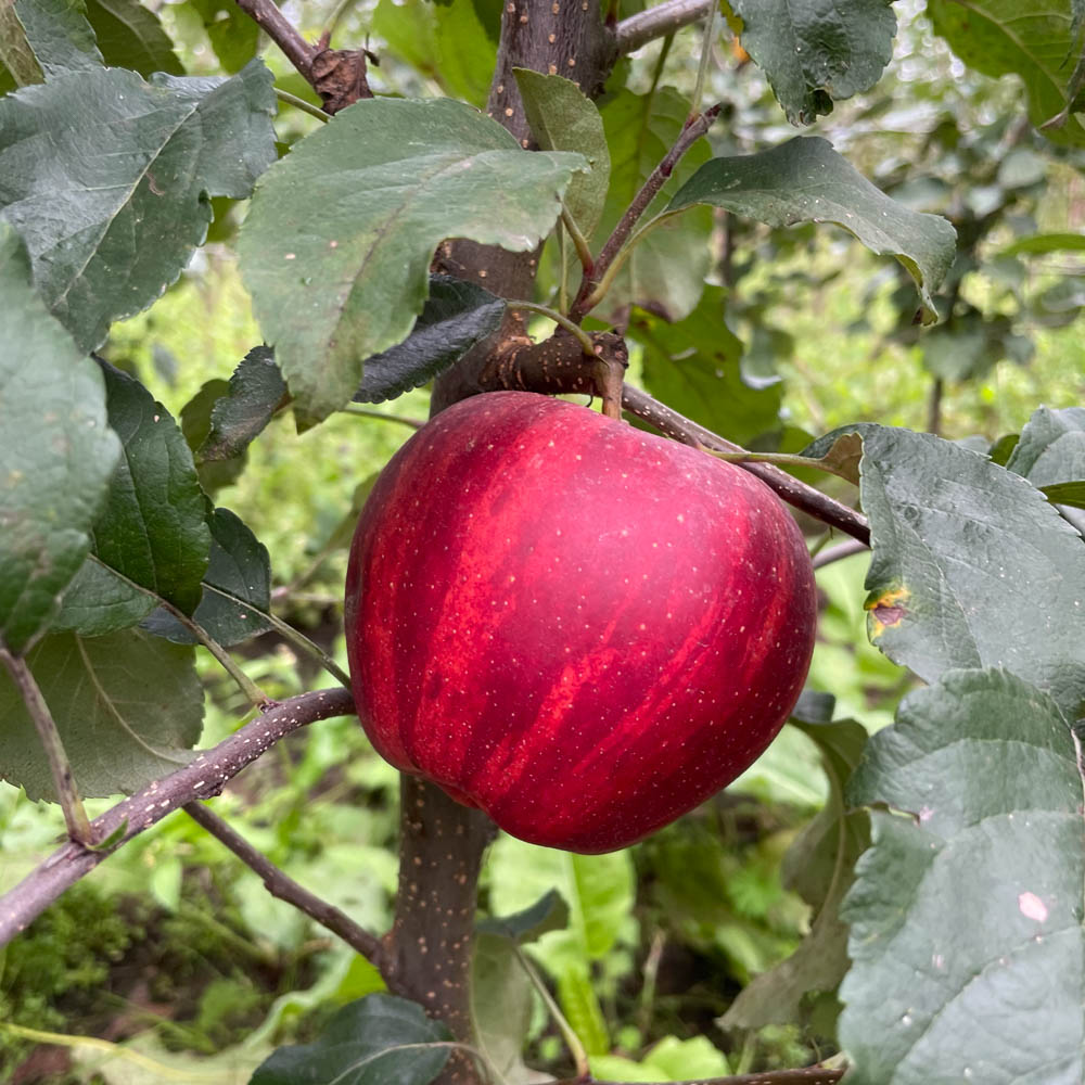 Apfel 'Gala'