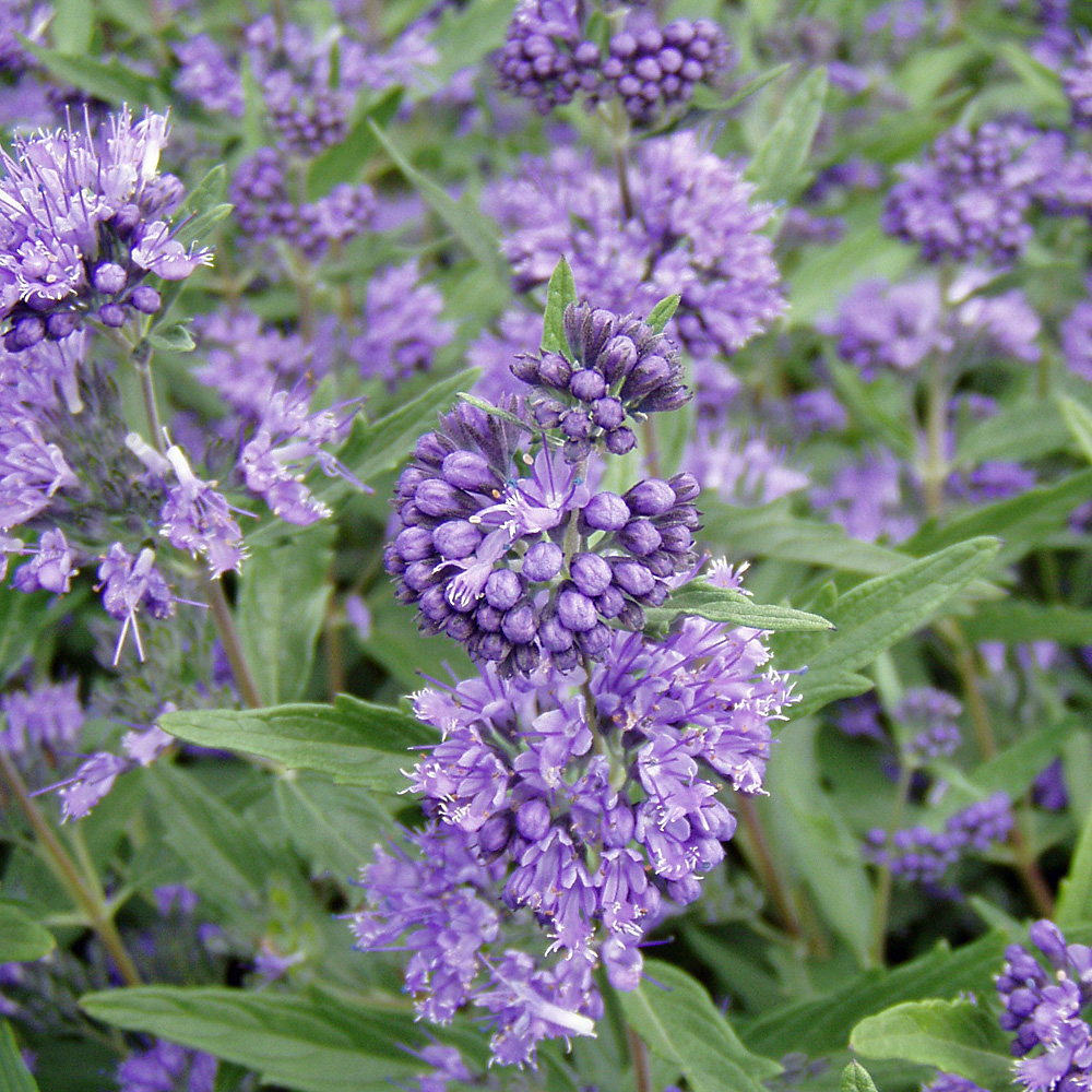 Bartblume Heavenly Blue, Bienenweide, Ziergehölz
