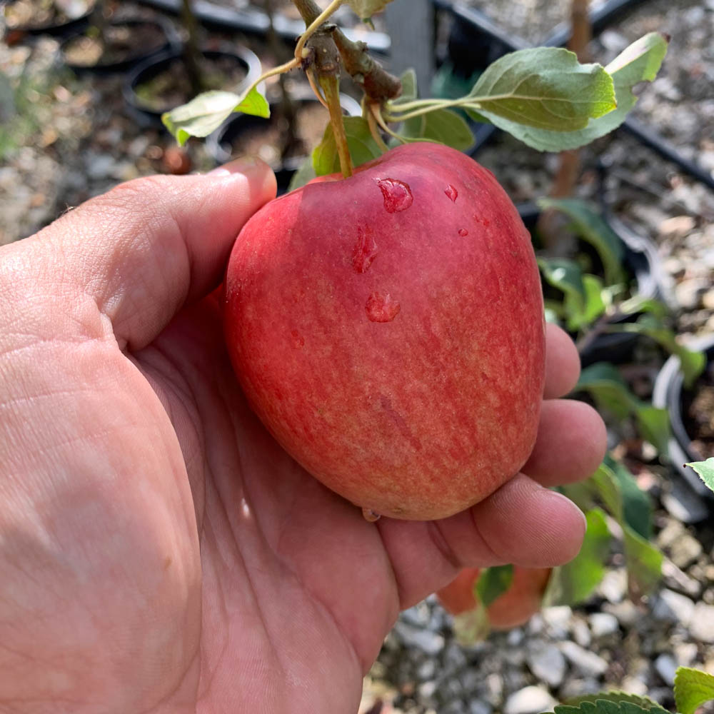 Apfel 'Braeburn'