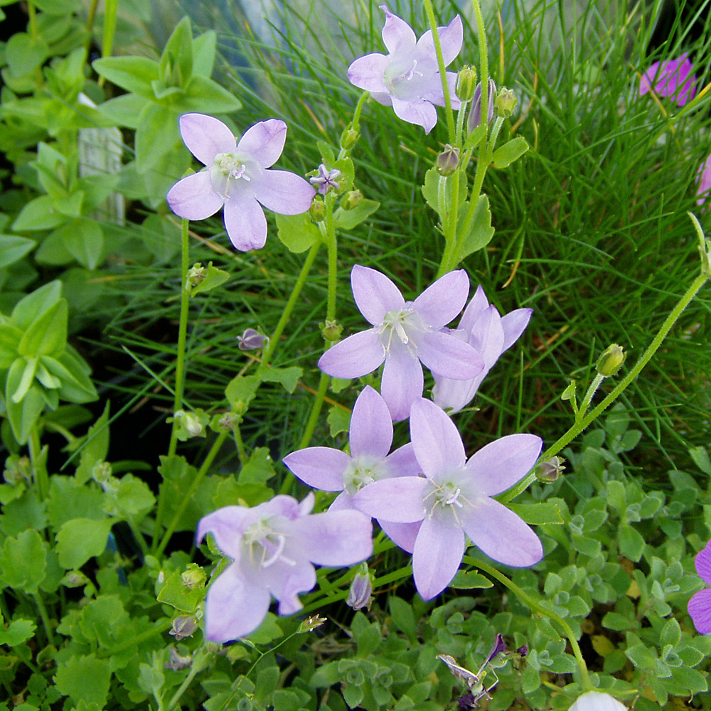 Teppichglockenblume, Glockenblume, Bodendecker