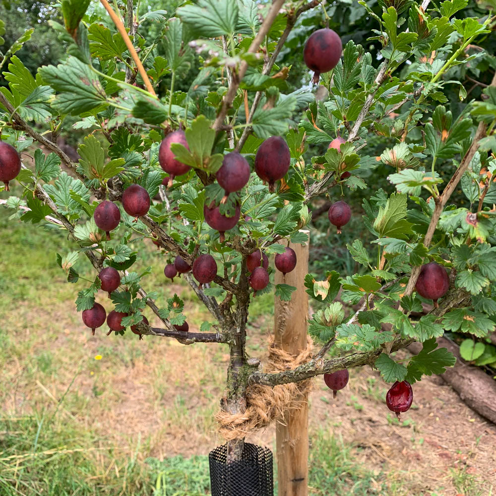 Stämmchen Rote Stachelbeere 'Spinefree'