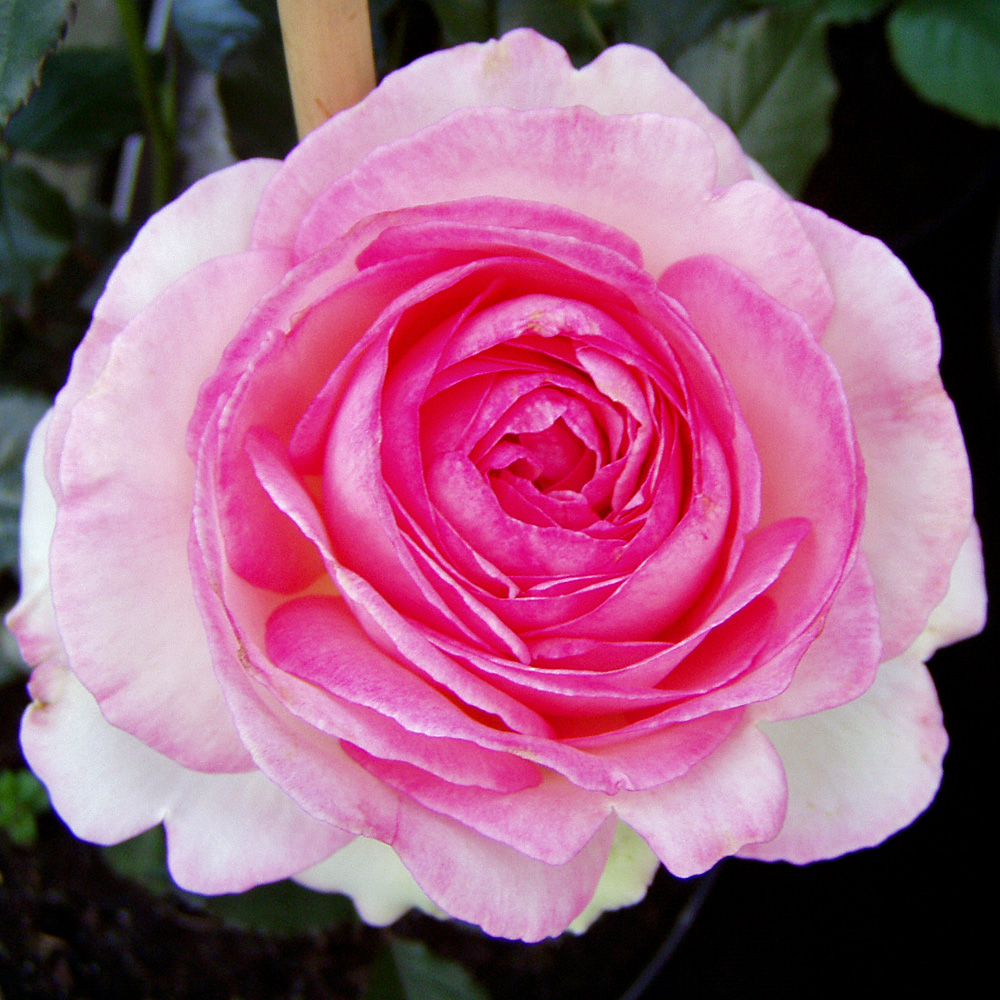 Strauchrose Eden Rose, Blütenpflanze