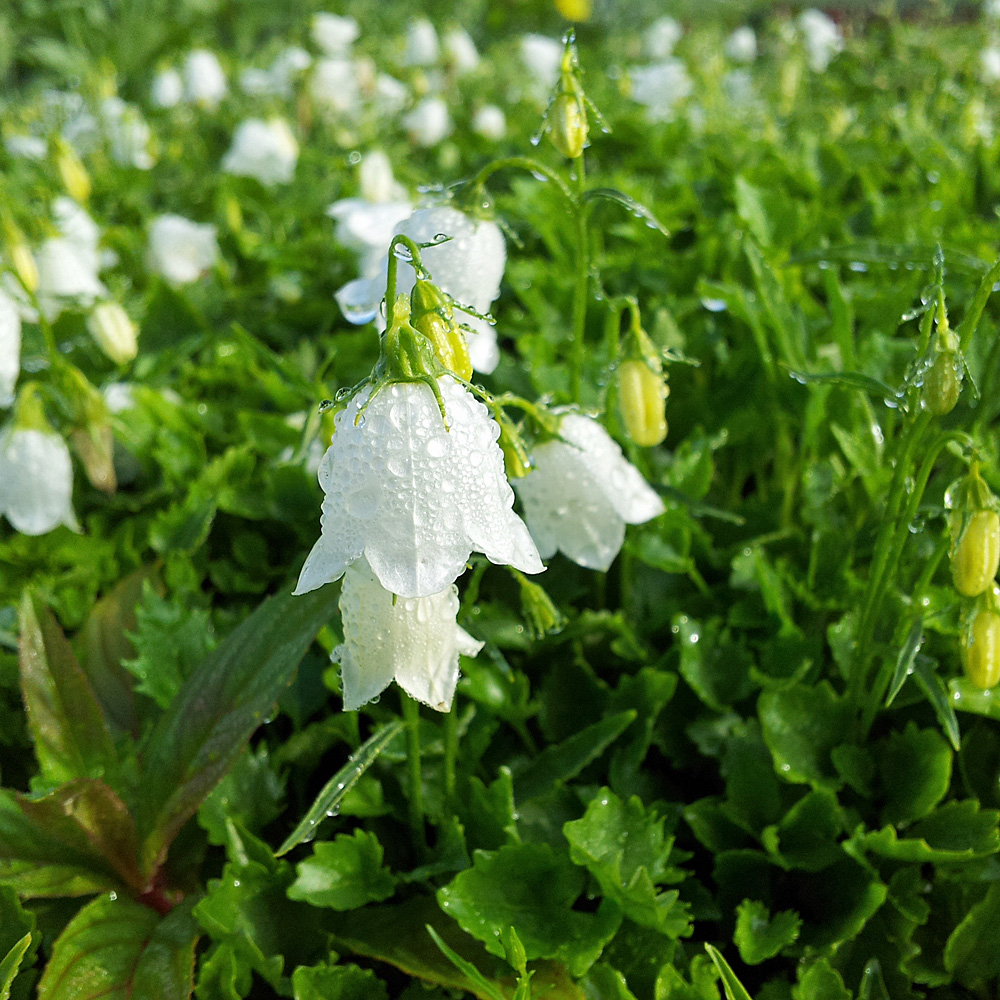 Zwerg Glockenblume White Baby, Sommerblüher