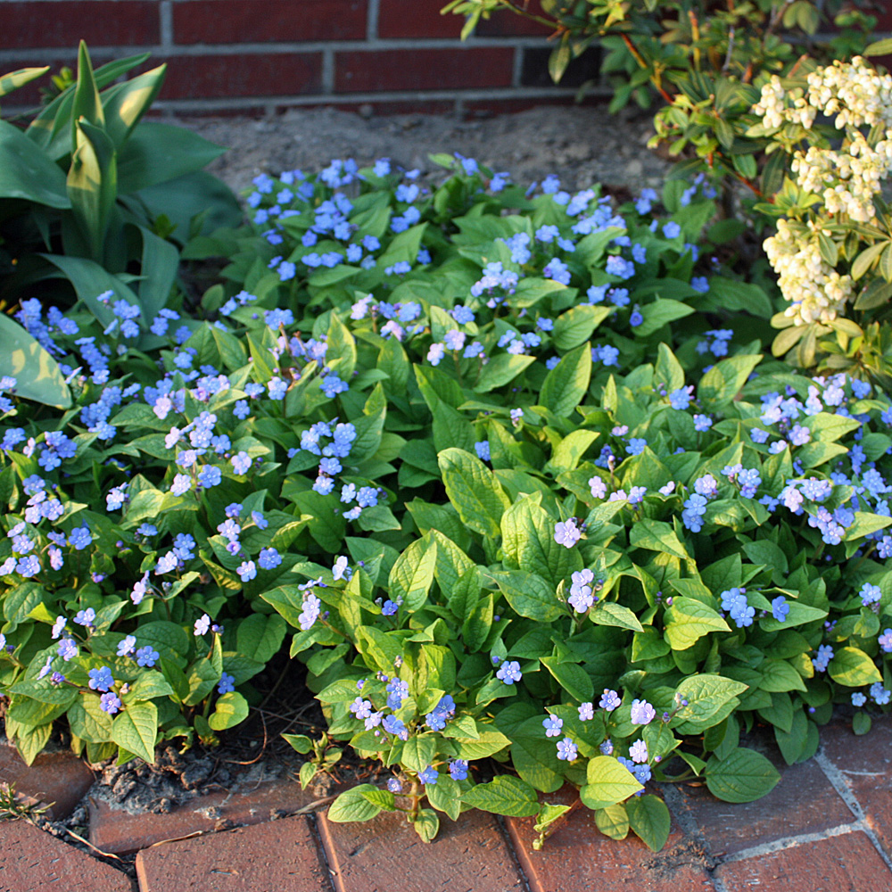 Gedenkemein, Omphalodes, Frühling