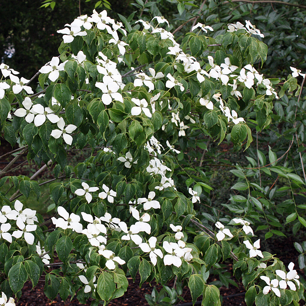 Chinesischer Blumenhartriegel, Cornus, Blütengehölz