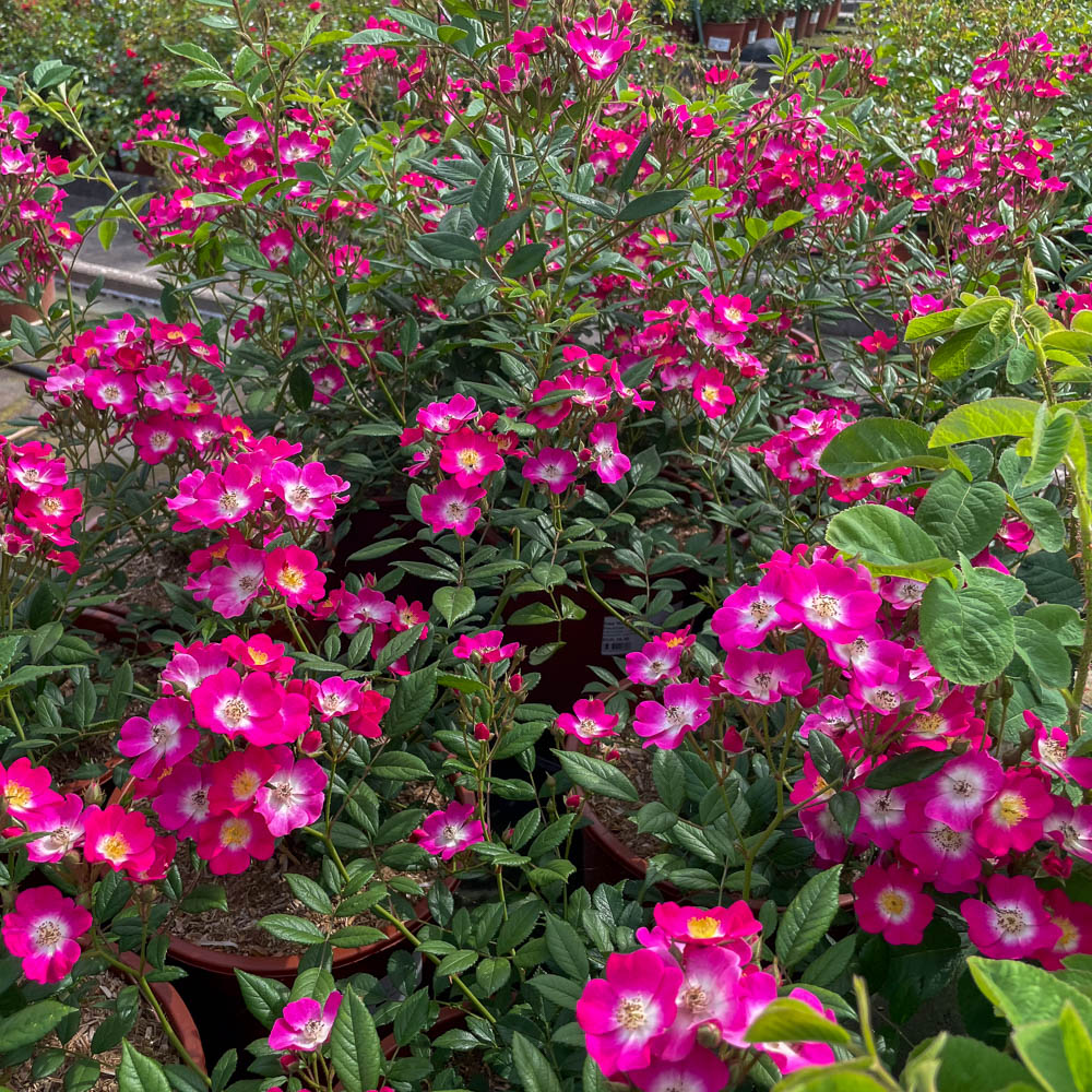 Strauchrose 'Mozart'