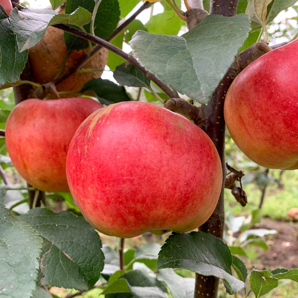 Apfel 'Idared'