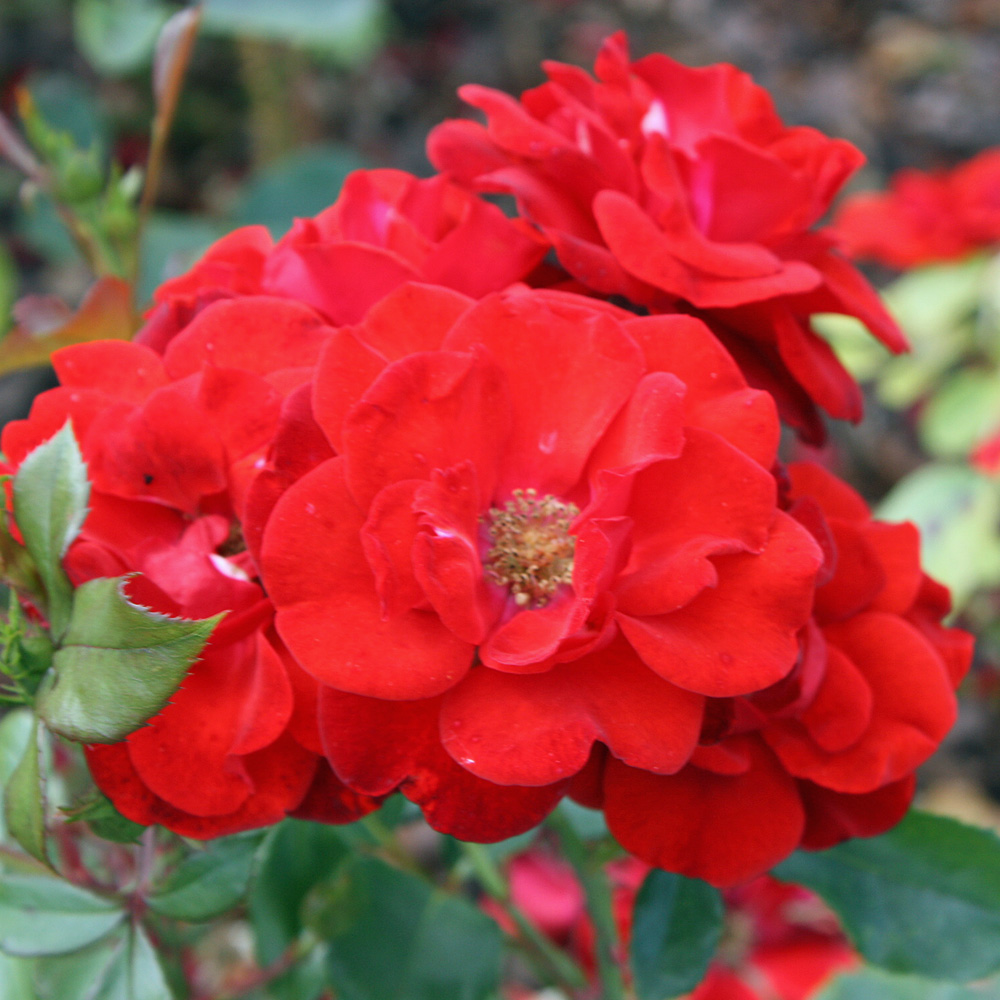 Bodendeckerrose, Beetpflanze, Beeteinfassung