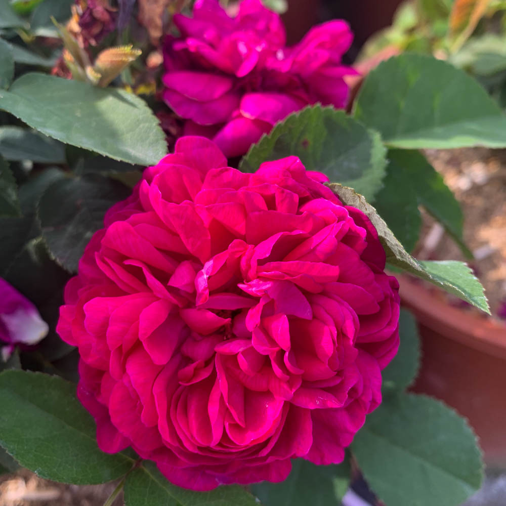 Strauchrose 'Rose de Resht' ®