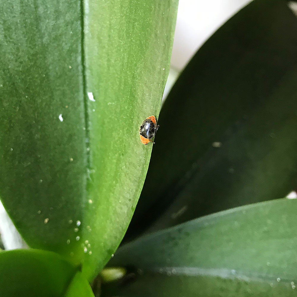 Australischer Marienkäfer