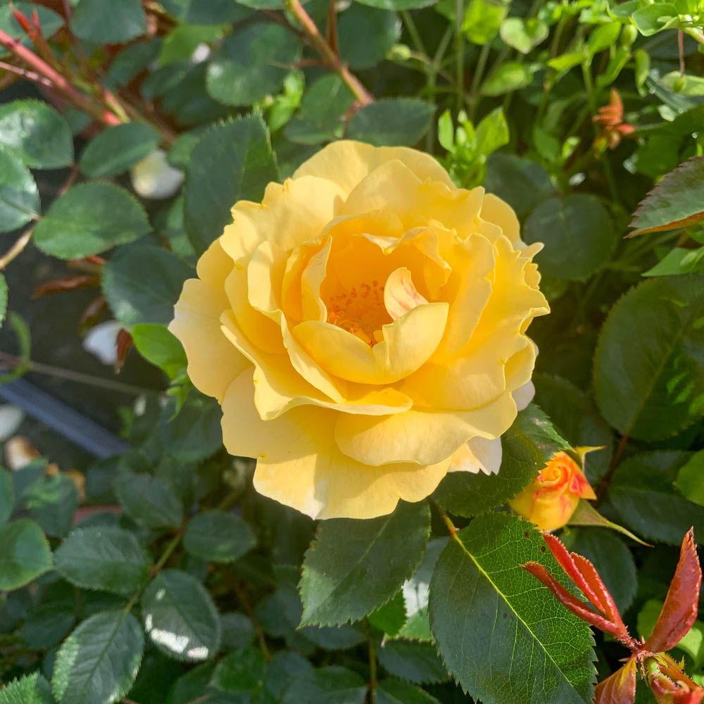 Bodendeckerrose 'Sonnenglanz'