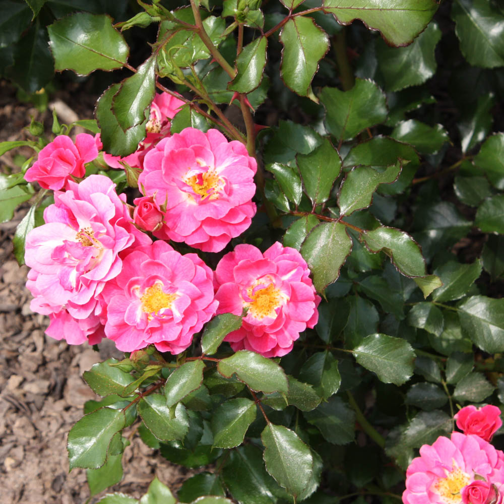 Bodendeckerrose 'Blühwunder' ®