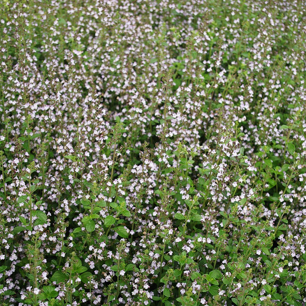 Steinquendel 'Triumphator'