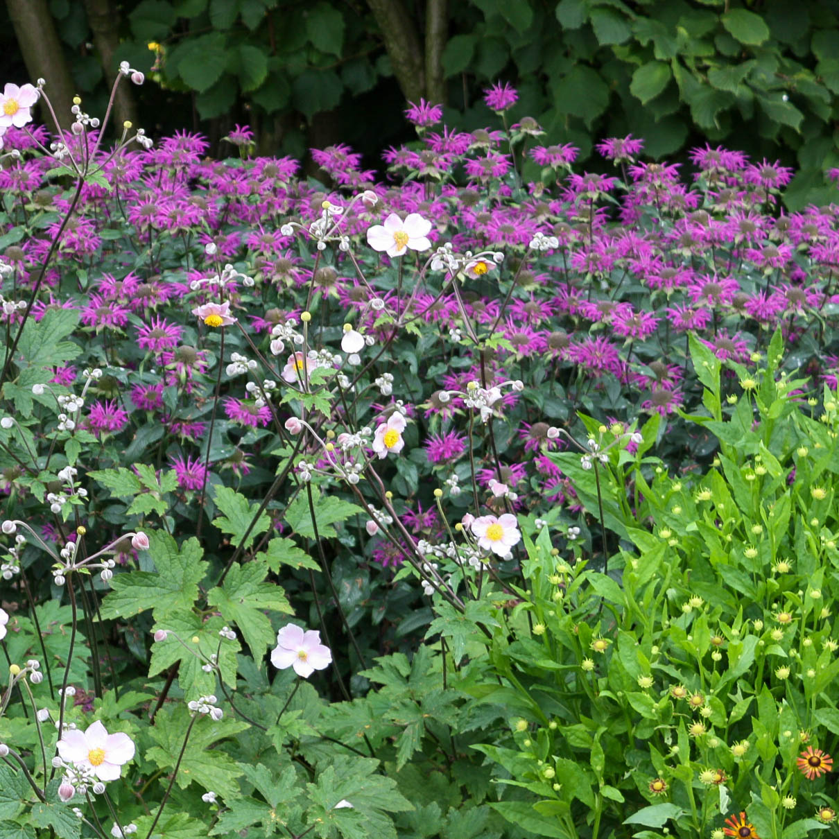 Indianernessel 'Purple Lace' ®