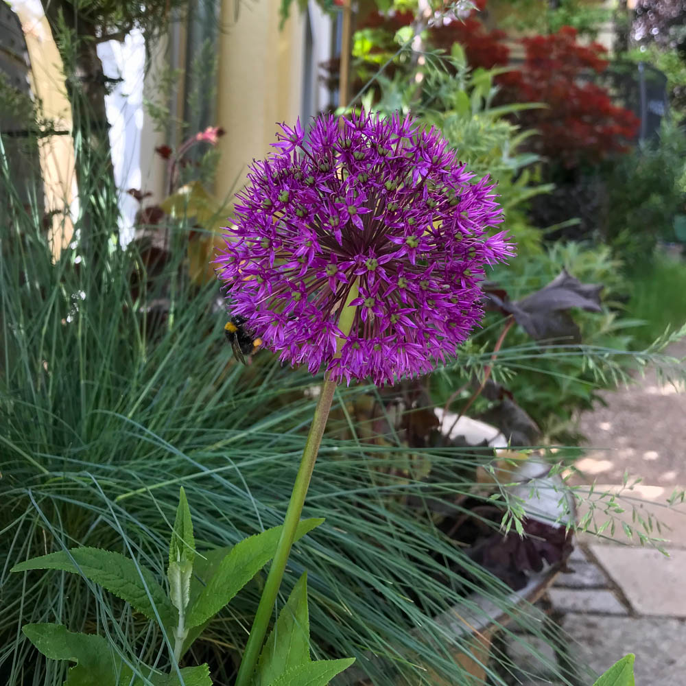 Purpur Kugellauch 'Purple Sensation'