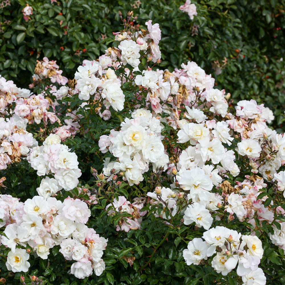 Bodendeckerrose 'Diamant'