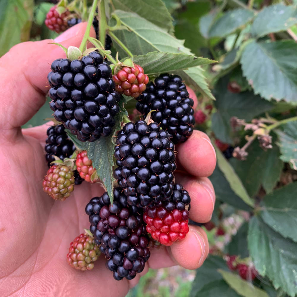 Brombeere 'Loch Ness'®