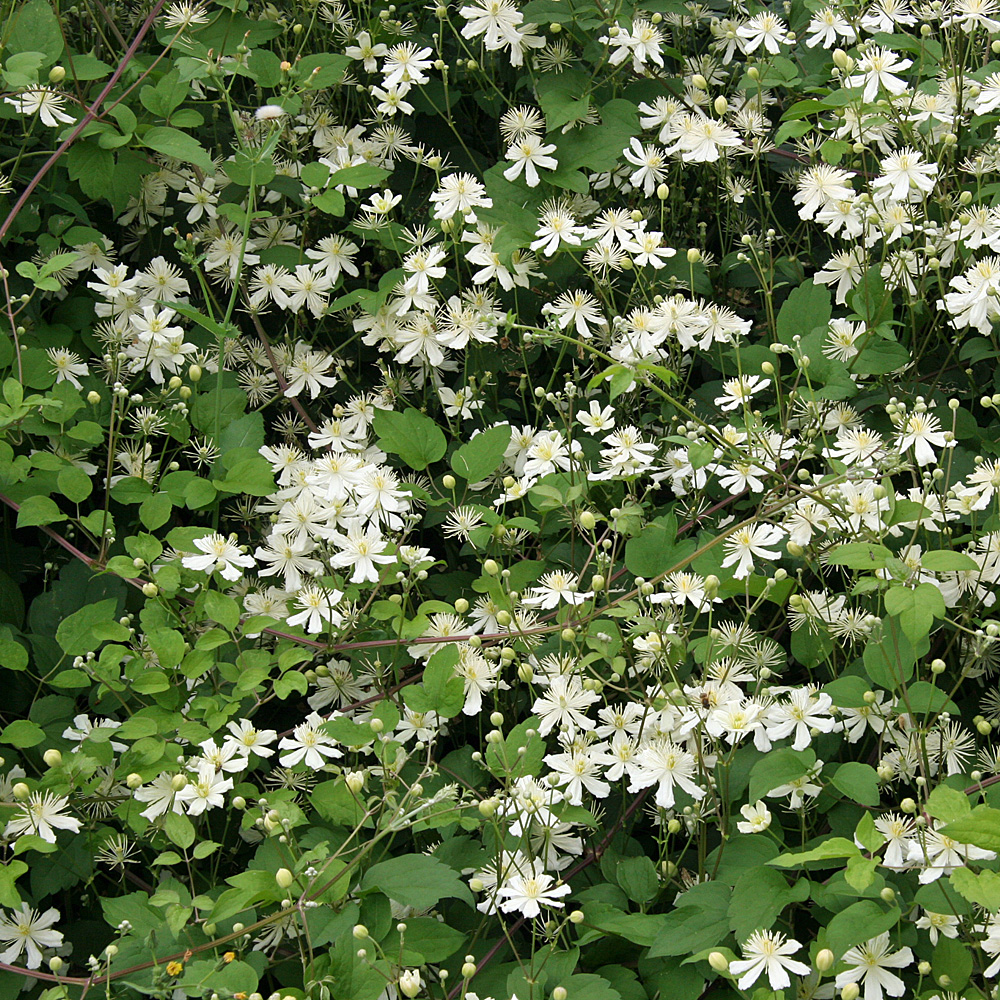 Clematis fargesioides Paul Farges