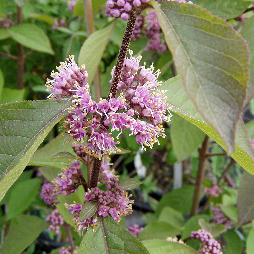 Schönfrucht, Beeren, Fruchtschmuck