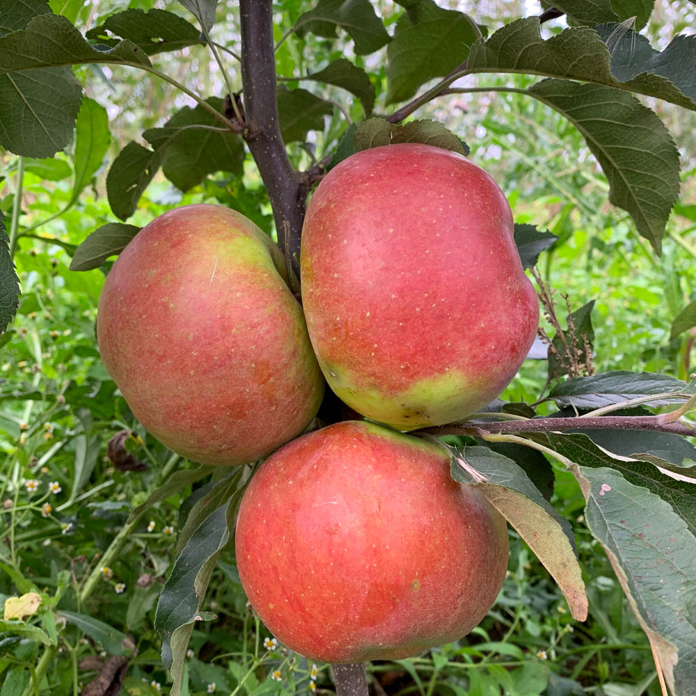 Apfel 'Melrose'