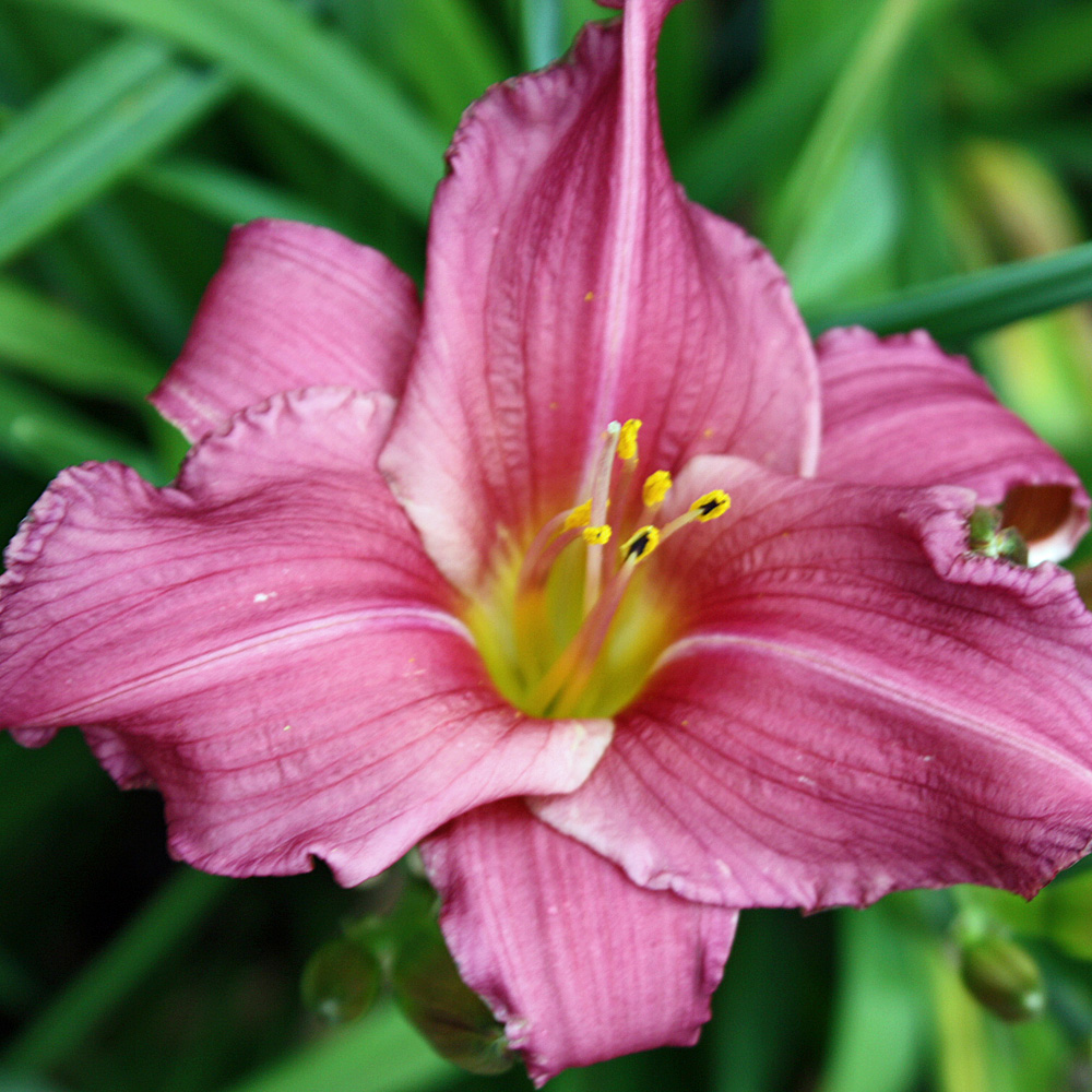 Taglilie Summer Wine, Hemerocallis, Beetpflanze